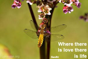Where there is love there is life quote image
